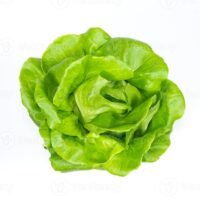 Lechuga mantecosa orgánica
