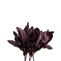 Albahaca Morada orgánica
