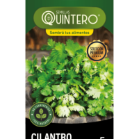 Semillas orgánicas Cilantro