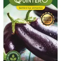 Semillas orgánicas Berenjena violeta