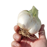 Ajo elefante chico orgánico