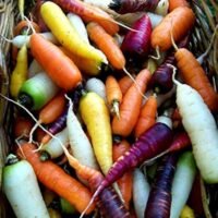 Zanahoria multicolor orgánica