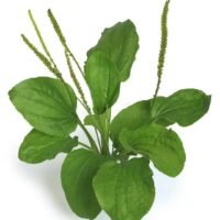 Llanten (planta medicinal) orgánica